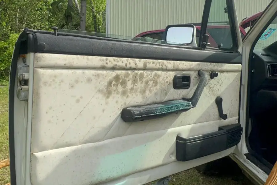 Mold Removal services